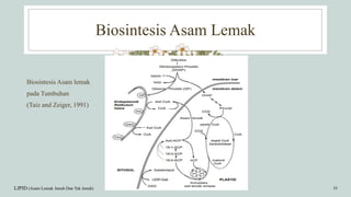Biosintesis Asam Lemak
LIPID (Asam Lemak Jenuh Dan Tak Jenuh) 16
Biosintesis Asam lemak
pada Tumbuhan
(Taiz and Zeiger, 1991)
 