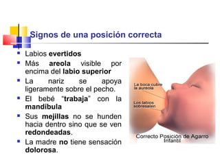 Signos de una posición correcta
 Labios evertidos
 Más areola visible por
encima del labio superior
 La nariz se apoya
ligeramente sobre el pecho.
 El bebé “trabaja” con la
mandíbula
 Sus mejillas no se hunden
hacia dentro sino que se ven
redondeadas.
 La madre no tiene sensación
dolorosa.
 