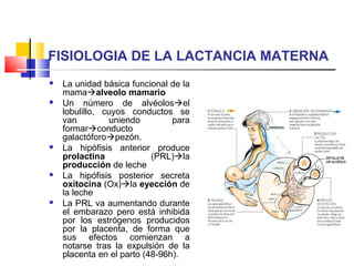 FISIOLOGIA DE LA LACTANCIA MATERNA
 La unidad básica funcional de la
mamaalveolo mamario
 Un número de alvéolosel
lobulillo, cuyos conductos se
van uniendo para
formarconducto
galactóforopezón.
 La hipófisis anterior produce
prolactina (PRL)la
producción de leche
 La hipófisis posterior secreta
oxitocina (Ox)la eyección de
la leche
 La PRL va aumentando durante
el embarazo pero está inhibida
por los estrógenos producidos
por la placenta, de forma que
sus efectos comienzan a
notarse tras la expulsión de la
placenta en el parto (48-96h).
 
