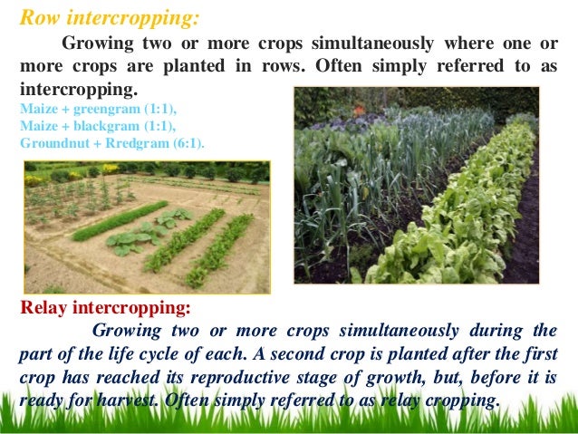 Cropping Systems And Farming Systems Ppt Lodha Intro