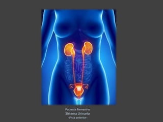 Paciente Femenino
Sistema Urinario
-Vista anterior-
 