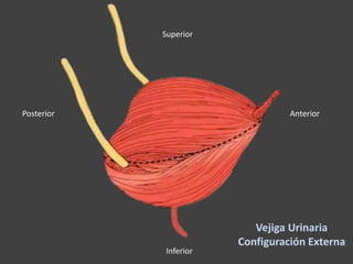 Vejiga Urinaria
Configuración Externa
AnteriorPosterior
Superior
Inferior
 