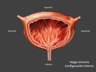 IzquierdaDerecha
Superior
Inferior
Vejiga Urinaria
Configuración Interna
 