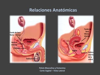 Pelvis Masculina y Femenina
Corte Sagital – Vista Lateral
Relaciones Anatómicas
 