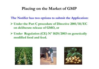 Placing on the Market of GMP

The Notifier has two options to submit the Application:
  Under the Part C procedure of Directive 2001/18/EC
  on deliberate release of GMO, or
  Under Regulation (CE) Nº 1829/2003 on genetically
  modified food and feed.
 