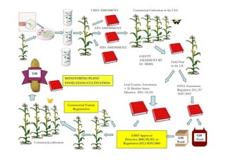 USDA ASSESMENT           Commercial Cultivation in the USA




                                           EPA ASSESSMENT




                                               FDA ASSESSMENT

                                                                      SAFETY
                                                                      ASESSMENT BY
                                                                                              Field Trial
                                                                      EU MMSS
                                                                                              in the UE

GM
                         MONITORING PLANS
                         FOOD/FEED/CULTIVATION              Lead Country Assessment                EFSA Assessment
                                                            + 26 Member States                     Regulation (EC) Nº
                                                            Directive 2001/18/EC                   1829/2003


                          Commercial Variety
                             Registration




                                                                 GMO Approval                                   GM
                                                             Directive 2001/18/EC or               GM           Feed
Commercial cultivation                                      Regulation (EC) 1829/2003              Food
 