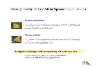 Susceptibility to Cry1Ab in Spanish populations

           Sesamia nonagrioides

           LC50 values of field populations collected from 1999 to 2009 ranged
           between 3 and 30 ng Cry1Ab/cm2


           Ostrinia nubilalis

           LC50 values of field populations collected from 1999 to 2009 ranged
           between 3 and 40 ng Cry1Ab/cm2



 No significant changes in the susceptibility to Cry1Ab over time
           González-Núñez et al., 2000. J. Econ. Entomol. 93: 459-463
           Farinós et al., 2004. Entomol. Exp. Appl. 110: 23-30
 