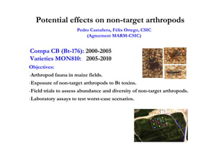 Potential effects on non-target arthropods
                     Pedro Castañera, Félix Ortego, CSIC
                         (Agreement MARM-CSIC)


Compa CB (Bt-176): 2000-2005
Varieties MON810: 2005-2010
Objectives:
-Arthropod fauna in maize fields.
-Exposure of non-target arthropods to Bt toxins.
-Field trials to assess abundance and diversity of non-target arthropods.
-Laboratory assays to test worst-case scenarios.
 