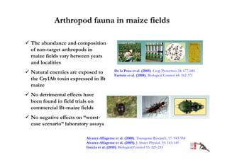Arthropod fauna in maize fields

The abundance and composition
of non-target arthropods in
maize fields vary between years
and localities
Natural enemies are exposed to             De la Poza et al. (2005) Crop Protection 24: 677-684
                                           Farinós et al. (2008). Biological Control 44: 362-371
the Cry1Ab toxin expressed in Bt
maize
No detrimental effects have
been found in field trials on
commercial Bt-maize fields
No negative effects on “worst-
case scenario” laboratory assays

                         Alvarez-Alfageme et al. (2008). Transgenic Research, 17: 943-954
                         Alvarez-Alfageme et al. (2009). J. Insect Physiol. 55: 143-149
                         García et al. (2010). Biological Control 55: 225-233
 