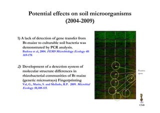 Potential effects on soil microorganisms
                      (2004-2009)

1) A lack of detection of gene transfer from
    Bt-maize to culturable soil bacteria was
    demonstrated by PCR analysis.
   Badosa et al, 2004. FEMS Microbiology Ecology 48:
   169-178.


2) Development of a detection system of
   molecular structure differences in                     Positive
                                                          spots
   rhizobacterial communities of Bt maize
   (genetic microarrays) Fingerprinting
   Val, G., Marín, S. and Mellado, R.P. 2009. Microbial
   Ecology 58,108-115.




                                                           CNB
 