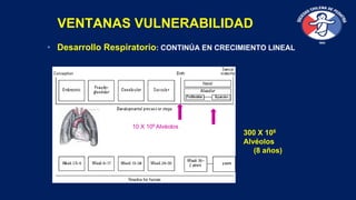 VENTANAS VULNERABILIDAD
• Desarrollo Respiratorio: CONTINÚA EN CRECIMIENTO LINEAL
10 X 106 Alvéolos
300 X 106
Alvéolos
(8 ...