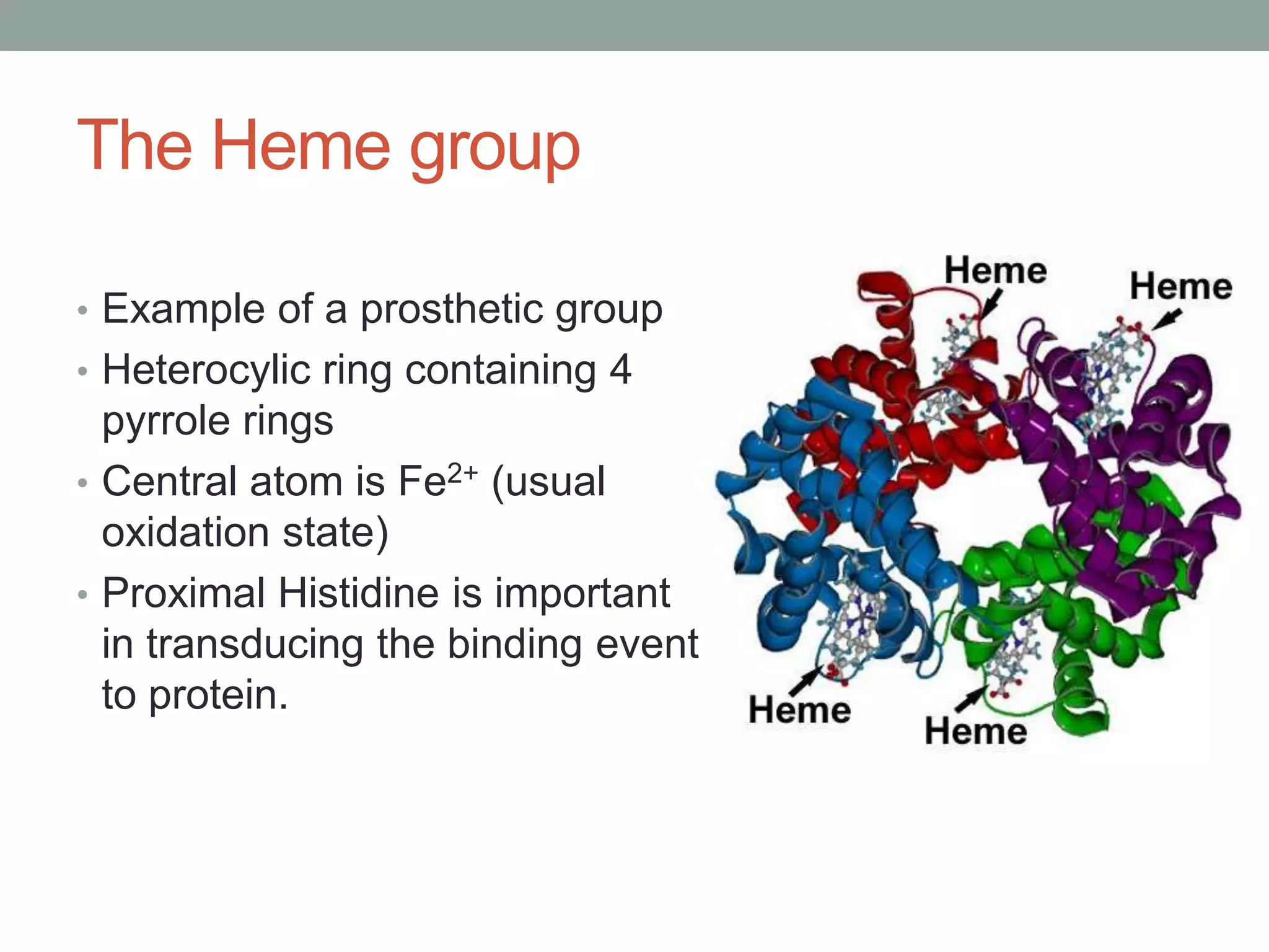The Heme group
• Example of a prosthetic group
• Heterocylic ring containing 4
pyrrole rings
• Central atom is Fe2+ (usual
oxidation state)
• Proximal Histidine is important
in transducing the binding event
to protein.
 