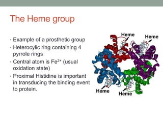 The Heme group
• Example of a prosthetic group
• Heterocylic ring containing 4
pyrrole rings
• Central atom is Fe2+ (usual
oxidation state)
• Proximal Histidine is important
in transducing the binding event
to protein.
 