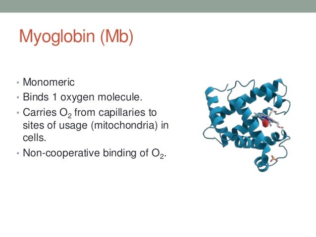 myoglobin