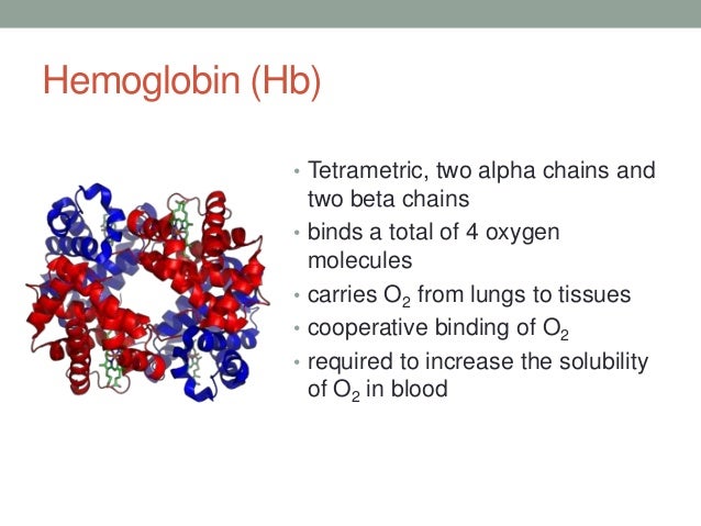 myoglobin