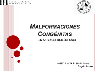 MALFORMACIONES
CONGÉNITAS
(EN ANIMALES DOMÉSTICOS)
INTEGRANTES: María Picón
Ángela Zarate
 