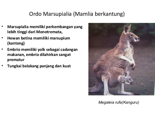 Ppt mamalia  welly fitri 