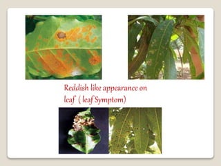 Disease of mango | PPTX
