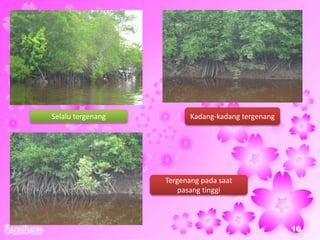 Selalu tergenang
Tergenang pada saat
pasang tinggi
Kadang-kadang tergenang
10
 