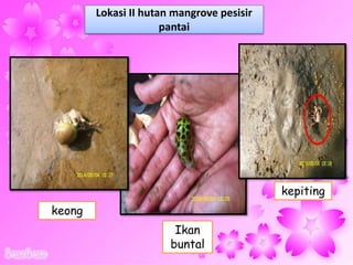 Ikan
buntal
kepiting
keong
Lokasi II hutan mangrove pesisir
pantai
 