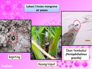 Lokasi I hutan mangrove
air payau
Ikan tembakul
(Periophthalmus
gracilis)kepiting
Keong/siput
 