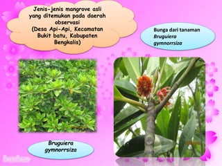 Jenis-jenis mangrove asli
yang ditemukan pada daerah
observasi
(Desa Api-Api, Kecamatan
Bukit batu, Kabupaten
Bengkalis)
Bruguiera
gymnorrsiza
Bunga dari tanaman
Bruguiera
gymnorrsiza
 