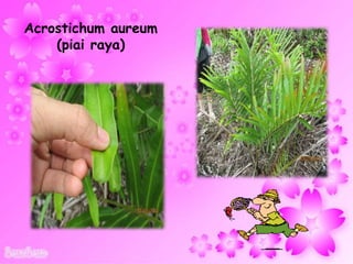 Acrostichum aureum
(piai raya)
 