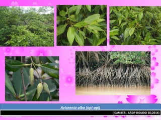 Avicennia alba (api-api)
( SUMBER . ARSIP BIOLOGI 6D,2014)
18
 