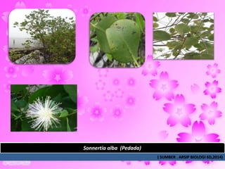 Sonnertia alba (Pedada)
( SUMBER . ARSIP BIOLOGI 6D,2014)
19
 