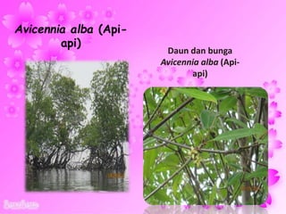 Avicennia alba (Api-
api)
Daun dan bunga
Avicennia alba (Api-
api)
 