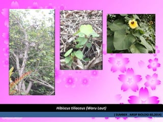 Hibiscus tiliaceus (Waru Laut)
( SUMBER . ARSIP BIOLOGI 6D,2014)
21
 
