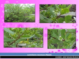 Lumnitzera racemosa (Nipah)
( SUMBER . ARSIP BIOLOGI 6D,2014)
22
 