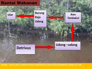 Ular
Burung
Raja
Udang
Ikan
Tembakul
Udang –udang
Detrivus
Rantai Makanan
Gambar : SALAH SATU CONTOH RANTAI MAKANAN DI EKOSISTEM MANGROVE SUNGAI API-API 24
 