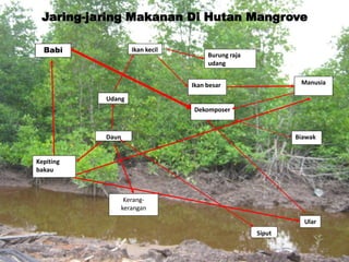 Jaring-jaring Makanan Di Hutan Mangrove
Babi
Kepiting
bakau
Ikan kecil
Udang
Daun
Kerang-
kerangan
Burung raja
udang
Ikan besar
Dekomposer
Manusia
Biawak
Ular
Siput
25
 