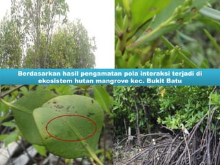 Berdasarkan hasil pengamatan pola interaksi terjadi di
ekosistem hutan mangrove kec. Bukit Batu
26
 
