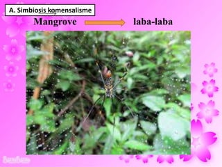 A. Simbiosis komensalisme
Mangrove laba-laba
27
 