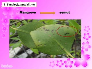 B. Simbiosis mutualisme
Mangrove semut
28
 