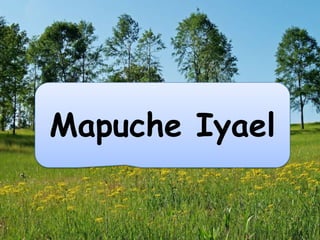 Mapuche Iyael

 