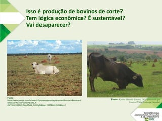 Fonte: Karina Miranda (Emater, DF), apresentada por
Lourival Vilela (Embrapa Cerrados)
Fonte:
https://www.google.com.br/search?q=pastagens+degradadas&tbm=isch&source=l
nms&sa=X&ved=0ahUKEwjfs_X-
x9rYAhVJG5AKHQqyA5sQ_AUICigB&biw=1920&bih=949&dpr=1
Isso é produção de bovinos de corte?
Tem lógica econômica? É sustentável?
Vai desaparecer?
 