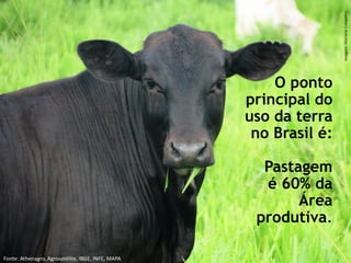 O ponto
principal do
uso da terra
no Brasil é:
Pastagem
é 60% da
Área
produtiva.
Imagem:MarianeCrespolini
Fonte: Athenagro, Agrosatélite, IBGE, INFE, MAPA
 