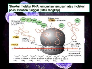 10
Struktur molekul RNA: umumnya tersusun atas molekulStruktur molekul RNA: umumnya tersusun atas molekul
polinukleotida tunggal (tidak rangkap)polinukleotida tunggal (tidak rangkap)
 