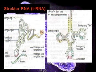 11
Struktur RNA (t-RNA)Struktur RNA (t-RNA)
 