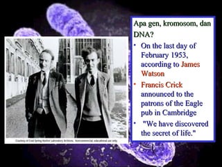 12
Apa gen, kromosom, danApa gen, kromosom, dan
DNA?DNA?
• On the last day ofOn the last day of
February 1953,February 1953,
according toaccording to JamesJames
WatsonWatson
• Francis CrickFrancis Crick
announced to theannounced to the
patrons of the Eaglepatrons of the Eagle
pub in Cambridgepub in Cambridge
• "We have discovered"We have discovered
the secret of life."the secret of life."
 