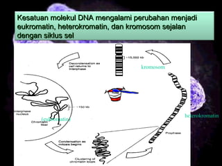 13
Kesatuan molekul DNA mengalami perubahan menjadiKesatuan molekul DNA mengalami perubahan menjadi
eukromatin, heterokromatin, dan kromosom sejalaneukromatin, heterokromatin, dan kromosom sejalan
dengan siklus seldengan siklus sel
kromosom
heterokromatin
(eukromatin)
 