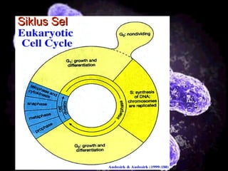 14
Siklus SelSiklus Sel
 
