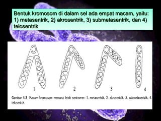 16
Bentuk kromosom di dalam sel ada empat macam, yaitu:Bentuk kromosom di dalam sel ada empat macam, yaitu:
1) metasentrik, 2) akrosentrik, 3) submetasentrik, dan 4)1) metasentrik, 2) akrosentrik, 3) submetasentrik, dan 4)
telosentriktelosentrik
Bentuk kromosom di dalam sel ada empat macam, yaitu:Bentuk kromosom di dalam sel ada empat macam, yaitu:
1) metasentrik, 2) akrosentrik, 3) submetasentrik, dan 4)1) metasentrik, 2) akrosentrik, 3) submetasentrik, dan 4)
telosentriktelosentrik
 