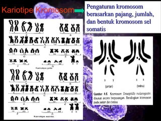 18
Kariotipe Kromosom
Pengaturan kromosomPengaturan kromosom
berasarkan pajang, jumlah,berasarkan pajang, jumlah,
dan bentuk kromosom seldan bentuk kromosom sel
somatissomatis
 