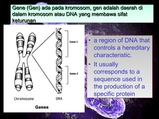 19
Gene (Gen) ada pada kromosom, gen adalah daerah diGene (Gen) ada pada kromosom, gen adalah daerah di
dalam kromosom atau DNA yang membawa sifatdalam kromosom atau DNA yang membawa sifat
keturunanketurunan
Gene (Gen) ada pada kromosom, gen adalah daerah diGene (Gen) ada pada kromosom, gen adalah daerah di
dalam kromosom atau DNA yang membawa sifatdalam kromosom atau DNA yang membawa sifat
keturunanketurunan
• a region of DNA that
controls a hereditary
characteristic.
• It usually
corresponds to a
sequence used in
the production of a
specific protein
• a region of DNA that
controls a hereditary
characteristic.
• It usually
corresponds to a
sequence used in
the production of a
specific protein
 