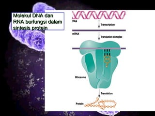 21
Molekul DNA danMolekul DNA dan
RNA berfungsi dalamRNA berfungsi dalam
sintesis proteinsintesis protein
 