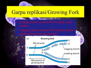 Garpu replikasi/Growing Fork
• Leading strand: sintesis DNA terjadi secara
kontinu
• Lagging strand: sintesis DNA terjadi melalui
pembentukan utas-utas pendek
 